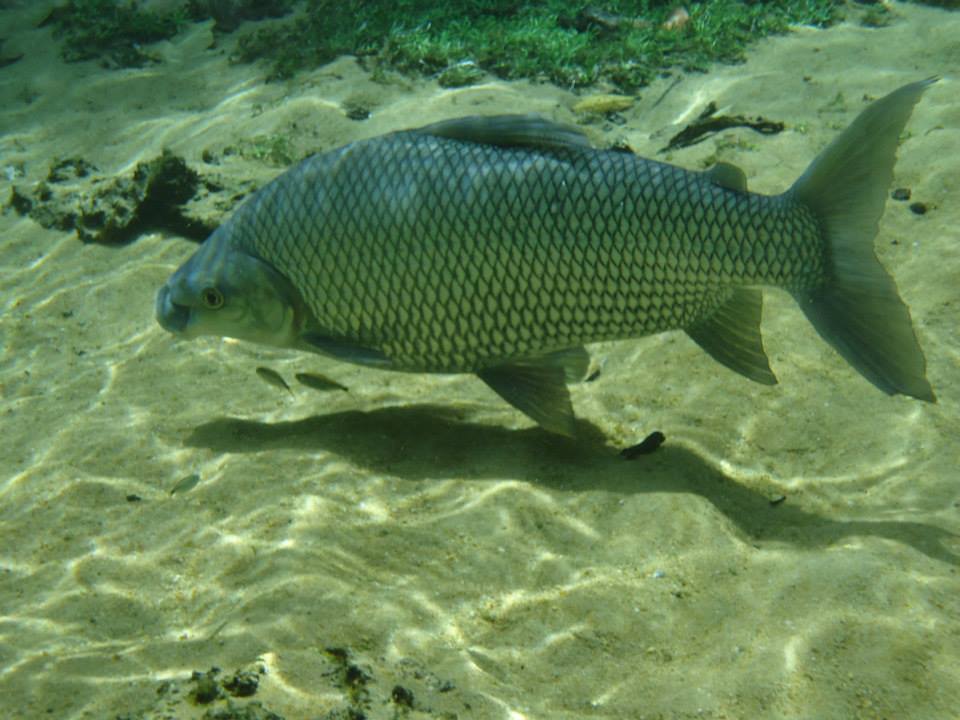 ECOLOGIA DE COMUNIDADES I - Turma B