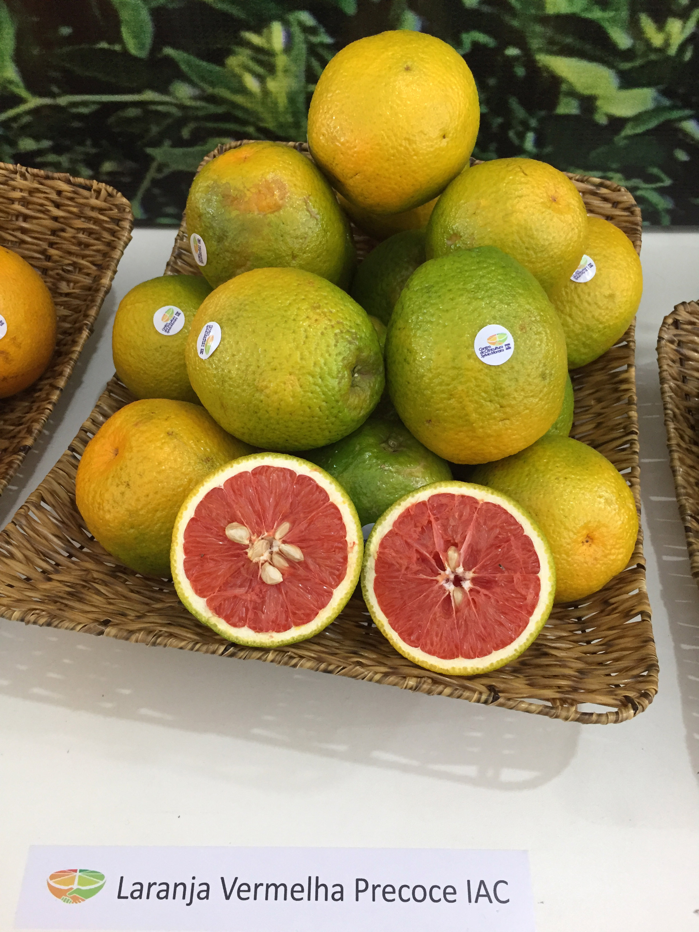 CITRICULTURA - 2025/2