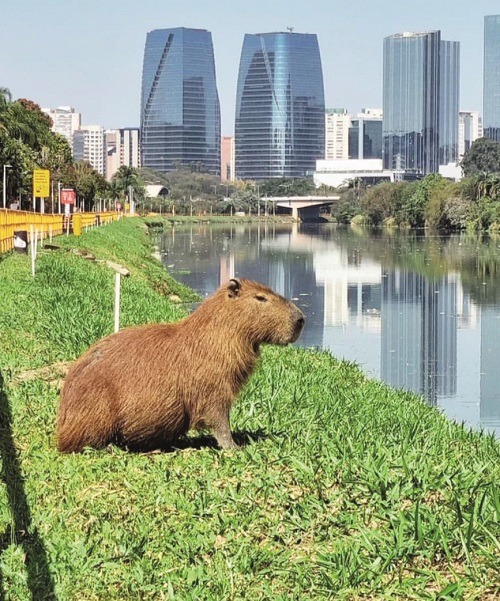 Fauna Urbana - PPGCFAU 2026