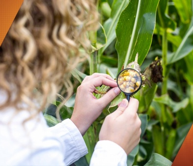 Tópicos Especiais em Engenharia de Alimentos 3 - Micotoxinas