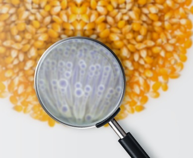 Tópicos Especiais em Engenharia de Alimentos 3 - Micotoxinas