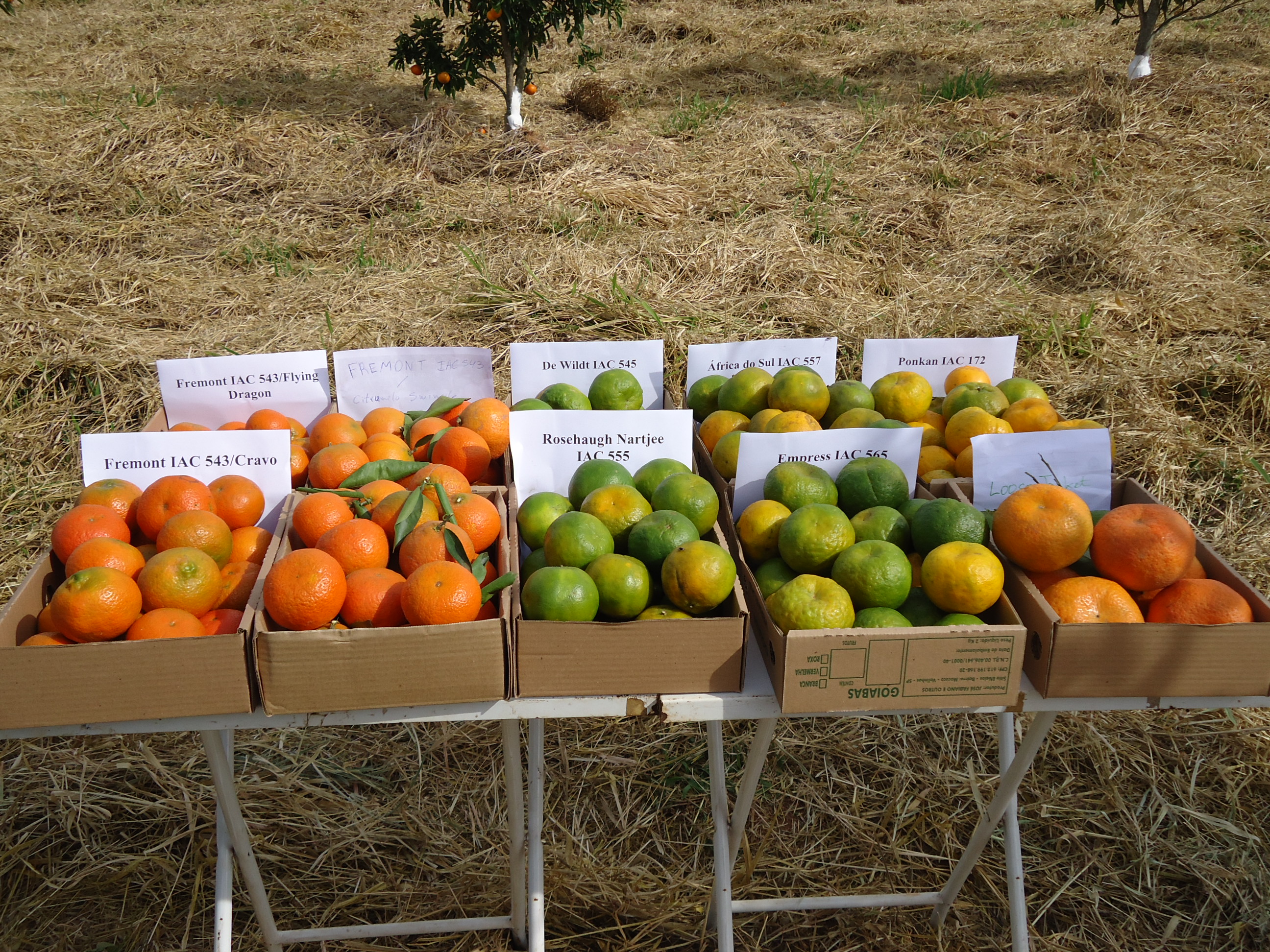 CITRICULTURA - Turma A